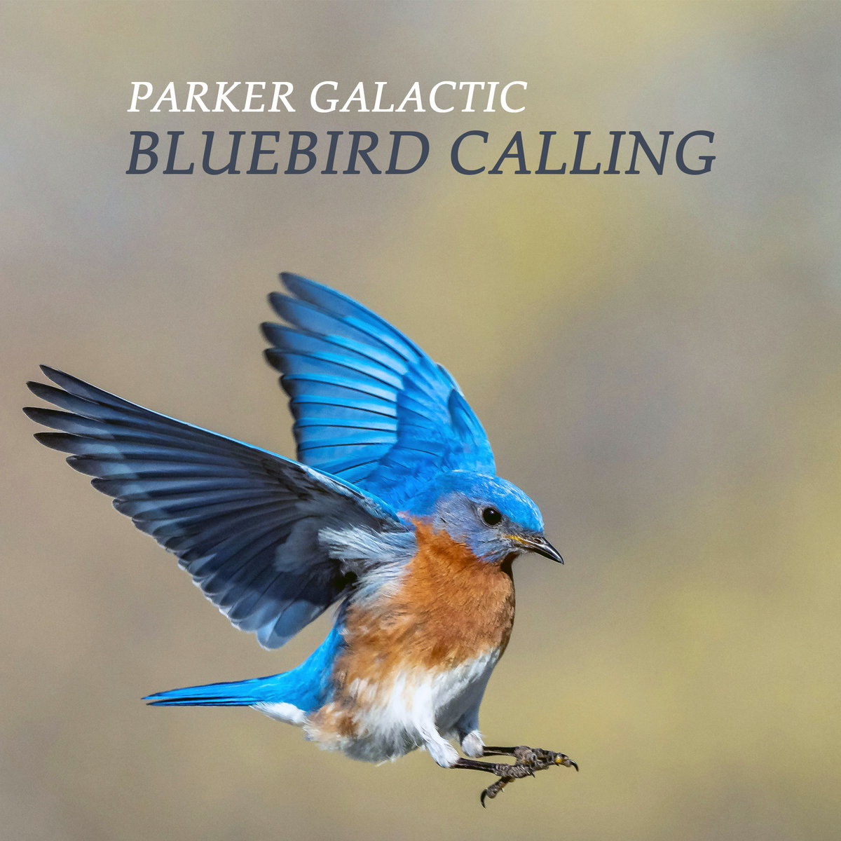 Parker Galactic Bluebird Calling is superimposed over a photo of a bluebird in flight.